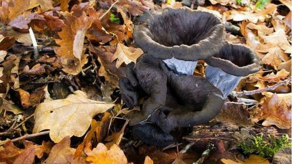 Wysyp “trąbek śmierci” w polskich lasach. Co to za grzyby?