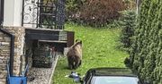 Zakopane. Niedźwiedź buszuje w śmieciach pod samymi oknami domów. Jest apel do mieszkańców
