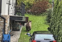 Zakopane. Niedźwiedź buszuje w śmieciach pod samymi oknami domów. Jest apel do mieszkańców