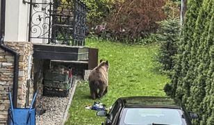 Zakopane. Niedźwiedź buszuje w śmieciach pod samymi oknami domów. Jest apel do mieszkańców