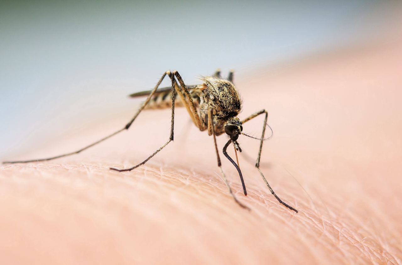 Komary cię "lubią"? Naukowcy są bliscy wyjaśnienia przyczyny - Komar
