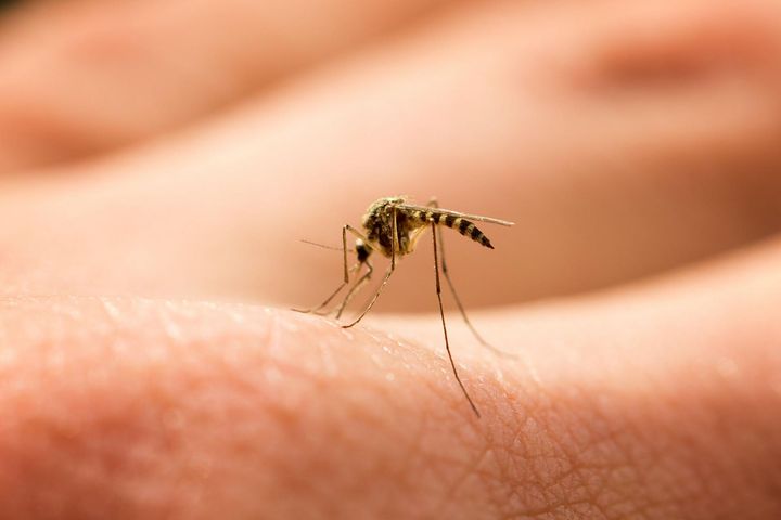 Niepozorne komary są jednym z najniebezpieczniejszych zwierząt świata