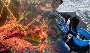 Uwolniły homary do morza. Mogą trafić do więzienia