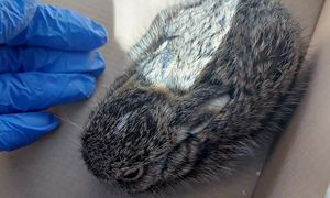 Nie dotykaj! Strażnicy tłumaczą dlaczego to niebezpieczne