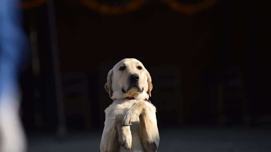  Koronawirus. Psy mogą pomóc w wykrywaniu zakażeń