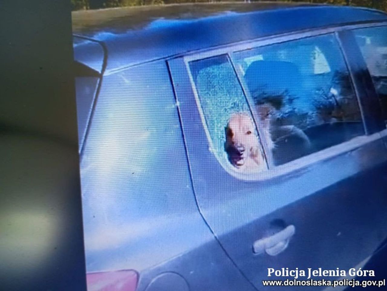 Szklarska Poręba: Policjanci rozbili szybę i uwolnili psa z nagrzanego auta. Właścicielka skończyła z pouczeniem