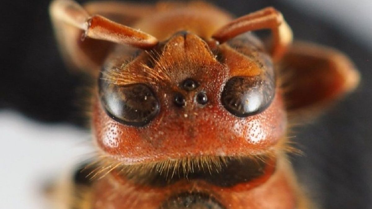Leśnicy pokazali wyjątkowe zdjęcie. 