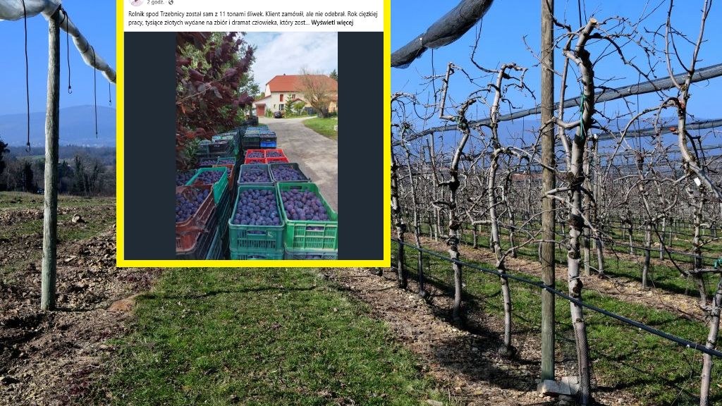 Rolnik został z tonami śliwek