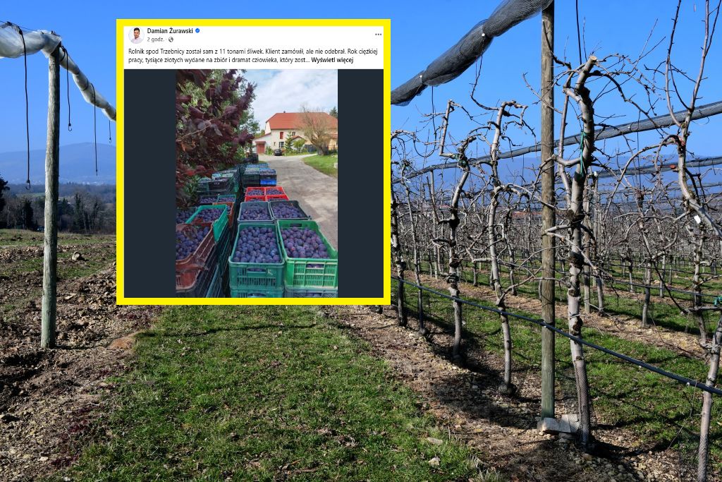 Klient zamówił, ale nie odebrał. Rolnik został sam z 11 tonami śliwek