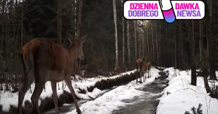 Uchwyciła je fotopułapka. Było ich aż sześć. "Niczym modelki"