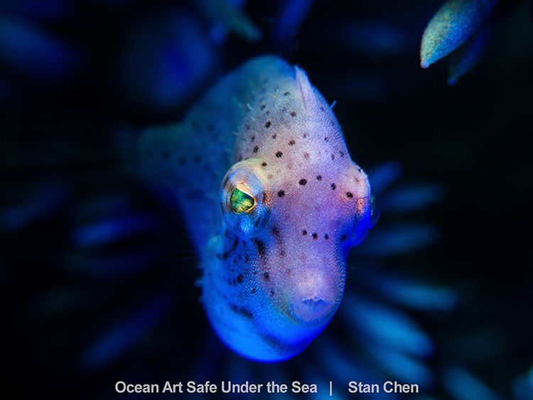 Najlepsze zdjęcia oceaniczne w konkursie Safe Under the Sea 32