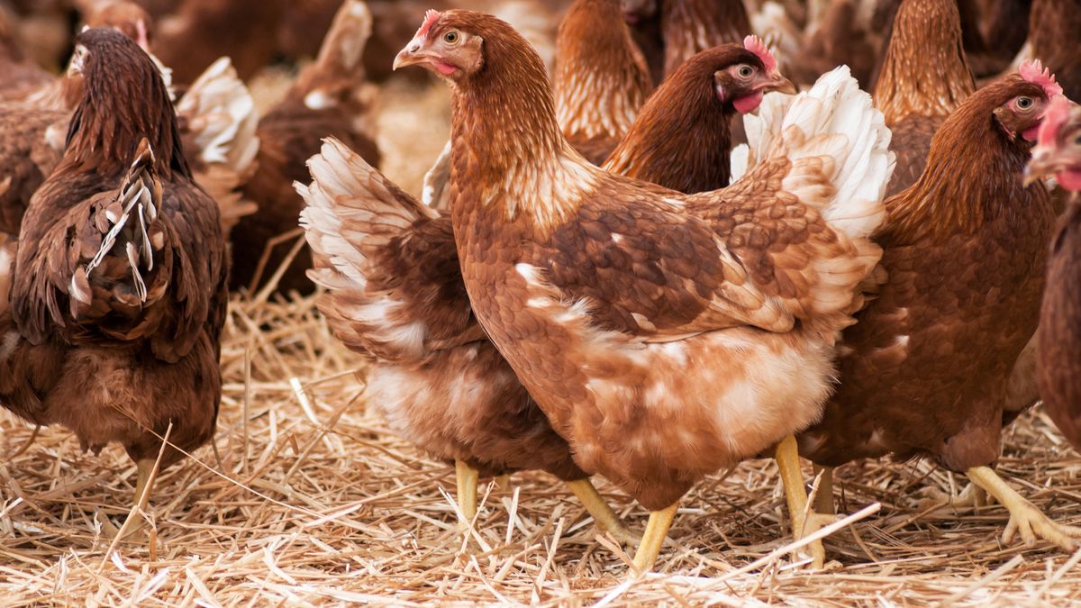 Inwestorem budowy jest nowy wojewoda warmińsko-mazurski 