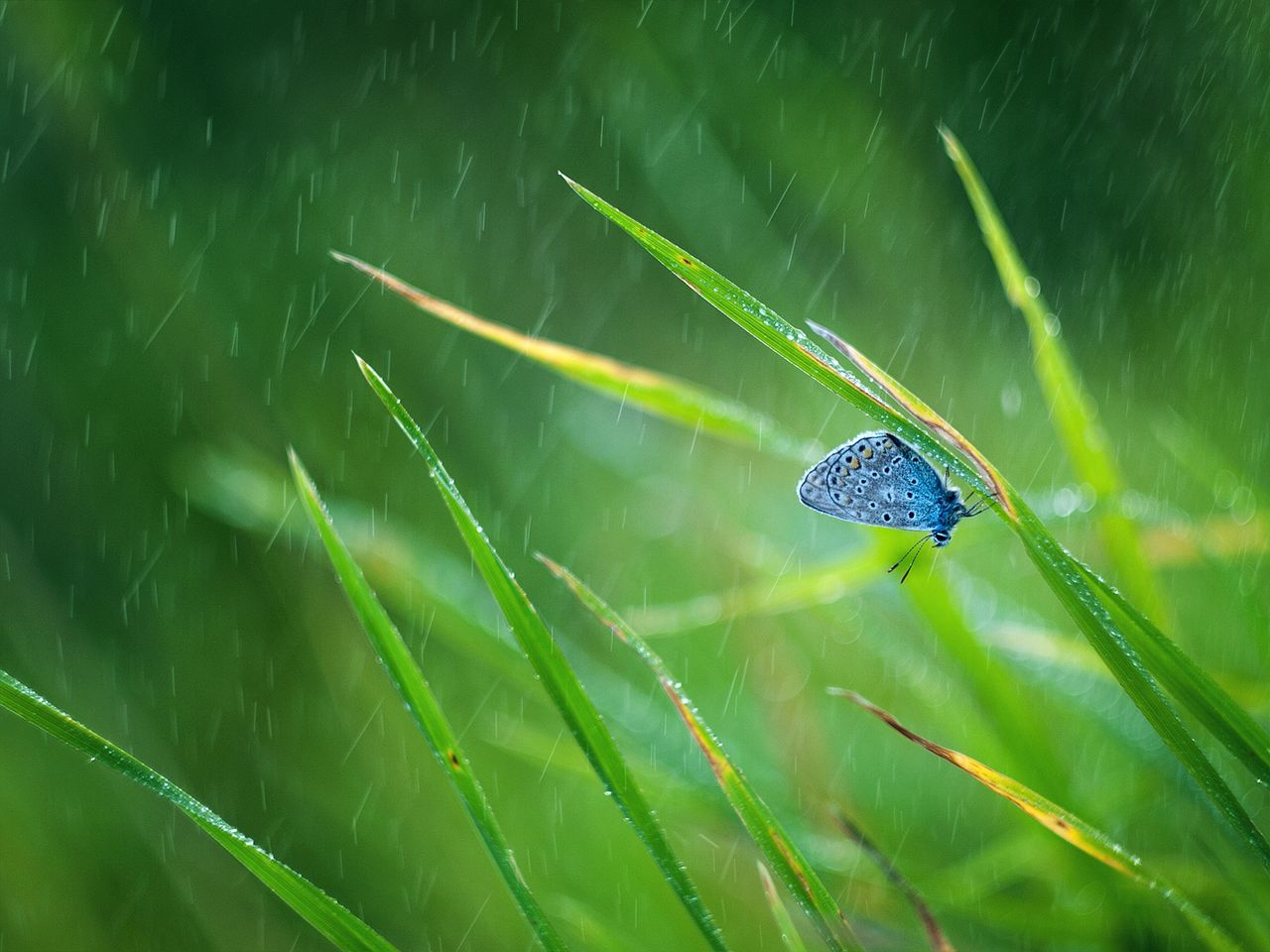 Kategoria Natura okazała się najpopularniejsza, czyli teoretycznie była największa konkurencja do nagród. W kategorii tej przysłano w sumie ponad 7 tysięcy zdjęć. II miejsce zdobyła fotografia "W deszczu" autorstwa Doroty Krauze. Poza tabletem COLOROVO oraz e-karty na zakupy w empik.com i smyk.com, Dorota otrzymała program Paint Shop Pro Ultimate.