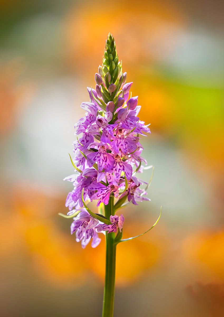 Najlepsze zdjęcia makro 12 edycji konkursu Garden Photographer of the Year 12