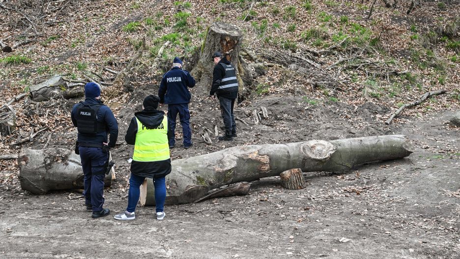 miejsce wypadku
Szczecin, 29.03.2024. Policja w miejscu wypadku przy ul. Ch�opskiej na osiedlu Bukowa w Szczecinie, 29 bm. Czworo dzieci dozna�o obra�e� po tym, jak na grup� przedszkolak�w spaceruj�cych po lesie spad� konar drzewa. Przetransportowano je do szpitala Zdroje w Szczecinie. Ich zdrowiu nic nie zagra�a. (jm) PAP/Marcin Bielecki 

***Zdj�cie do depeszy PAP pt. Szczecin/ Czworo przedszkolak�w przygniecionych przez konar drzewa***
Marcin Bielecki
drzewo, konar, las, policja, s�u�by, wypadek
