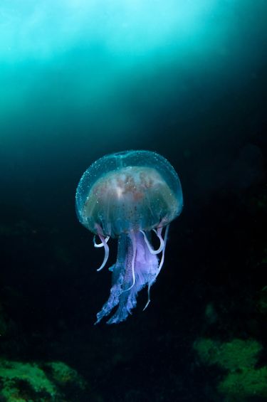 Zwycięzca kategorii ogólnej oraz Coast and Marine, Jellyfish in the Blue Sea of Sula Sgeir, fot. Richard Shucksmith