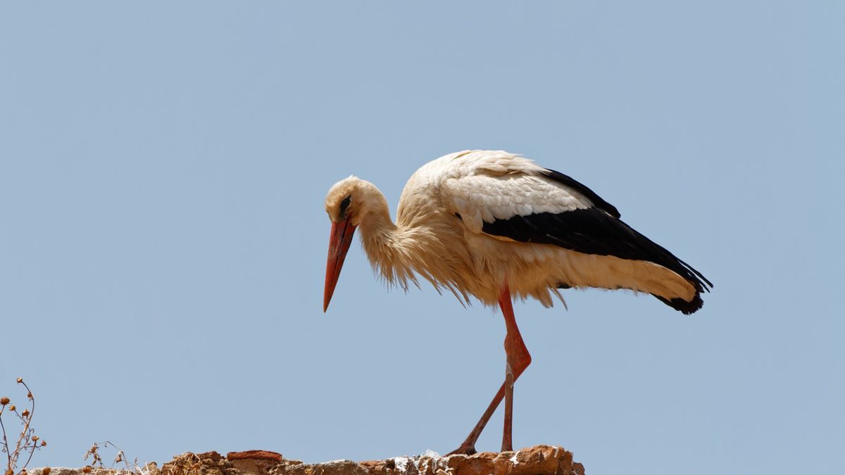  Bocian w Maroko.