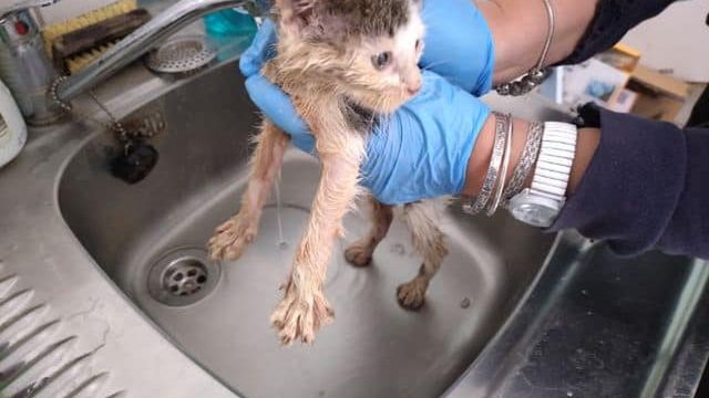 Znaleźli kociaka zalanego smołą. Aż trudno uwierzyć czym czyścili zwierzątko