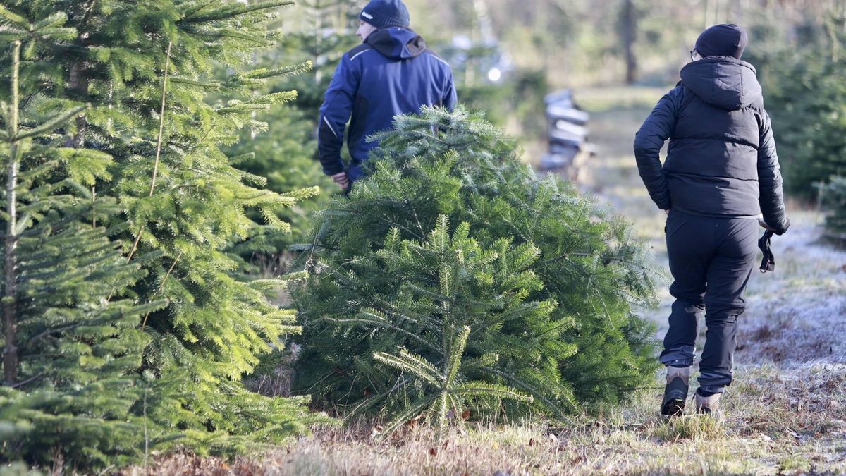 Christmas trees from the Harz Mountains
30 November 2024, Saxony-Anhalt, Ballenstedt: Visitors to the Christmas tree plantation remove a Christmas tree. Just in time for the first weekend of Advent, the Harzer Tanne Christmas tree sale starts on a plantation. In addition to traditional Nordmann firs, there are also spruces, blue spruces and other types of Christmas trees. Visitors have the opportunity to cut the trees themselves on the plantation. Photo: Matthias Bein/dpa 
Dostawca: PAP/DPA
Matthias Bein
Customs, Forestry, ---