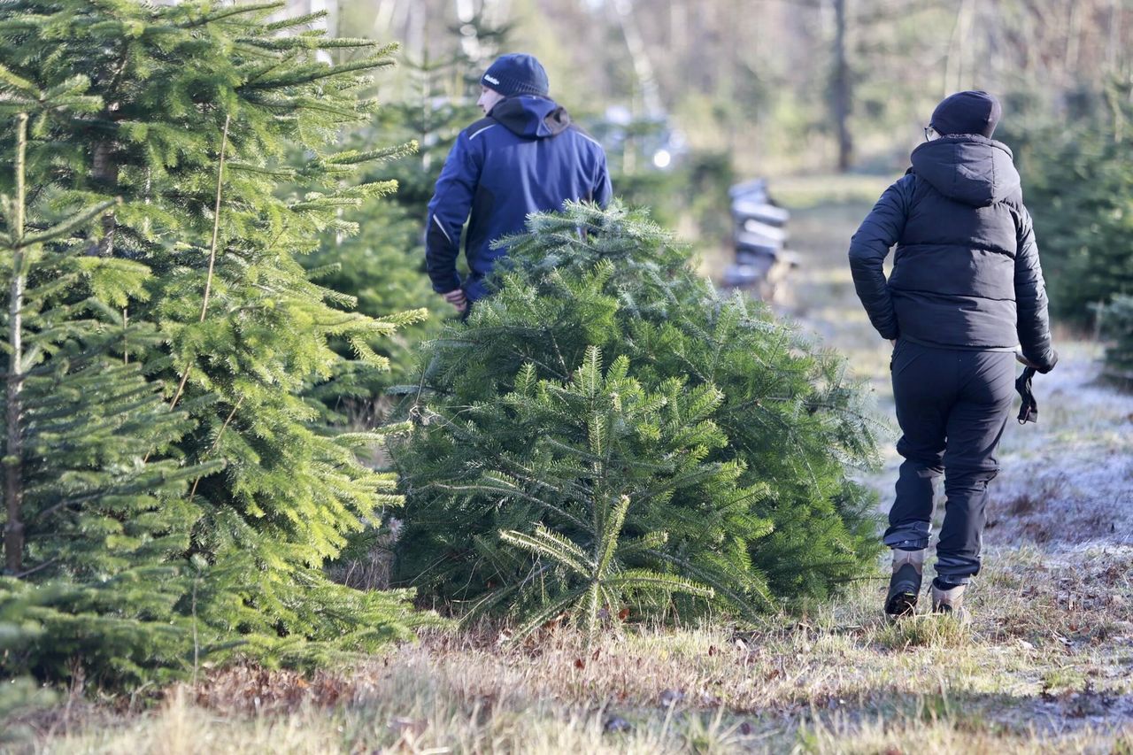 Świąteczna choinka na własną rękę. Tyle leśnicy jej sprzedają