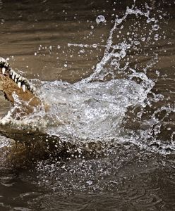Człowiek pogryzł krokodyla. Nie ma tu pomyłki