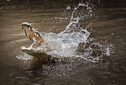 Człowiek pogryzł krokodyla. Nie ma tu pomyłki