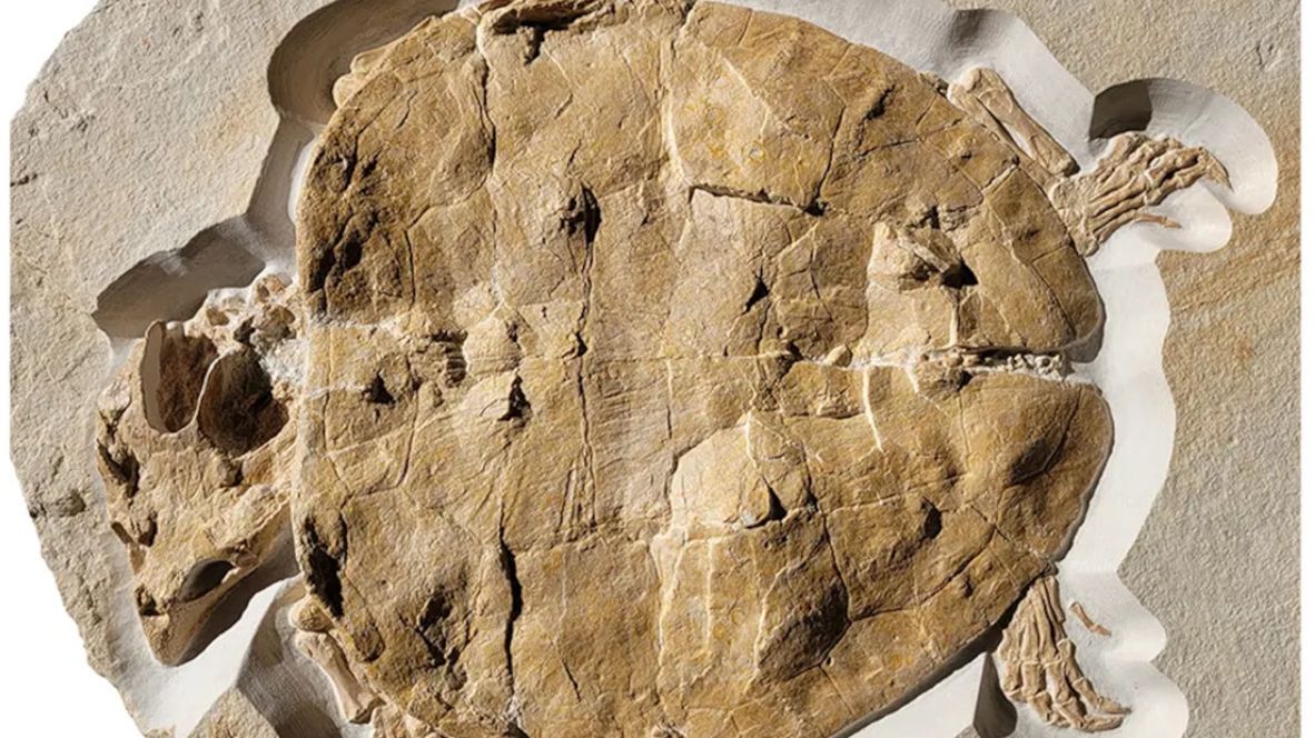 Niezwykle dobrze zachowana skamieniałość