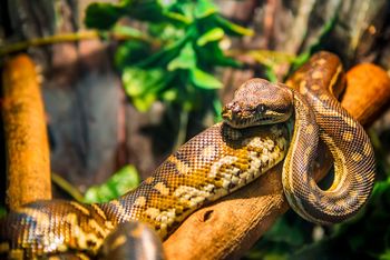 Tarnów: Węże, pająki, skorpiony i inne egzotyczne zwierzęta w Arenie Jaskółka. Event "Animals Live" przyciągnął tłumy