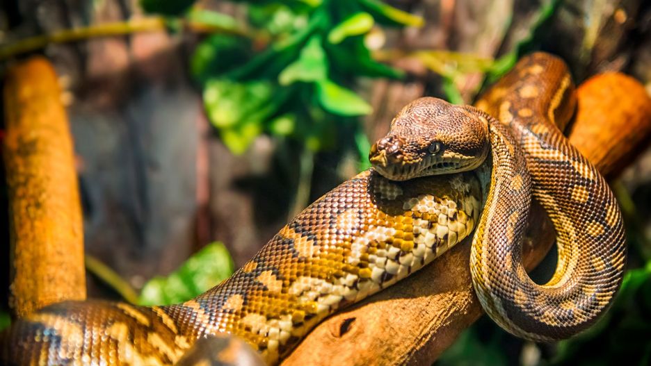 Dangerous snake in terrarium
S.A.D.  Siarhei Dudzininski
snake, terrarium, nature, reptile, zoo, green, boa, constrictor, close, predator, beautiful, pet, python, background, closeup, animal, wild, danger, reptilian, head, skin, wildlife, big, exotic, large, dangerous, zoology, crawling, specie, herpentology