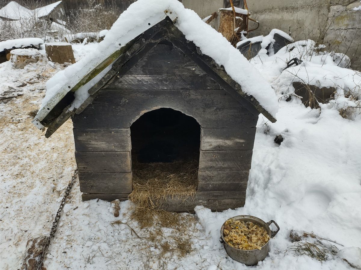 Nero trząsł się z zimna. Właściciel odpowie przed sądem