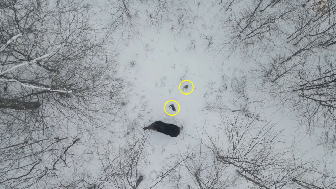 Derek Burgoyne udokumentował rzadką chwilę na filmie z drona.