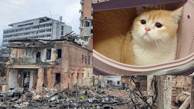 Wojna w Ukrainie. Wraz z właścicielami do Polski dotarł kot. Dwukrotnie przeżył bombardowanie