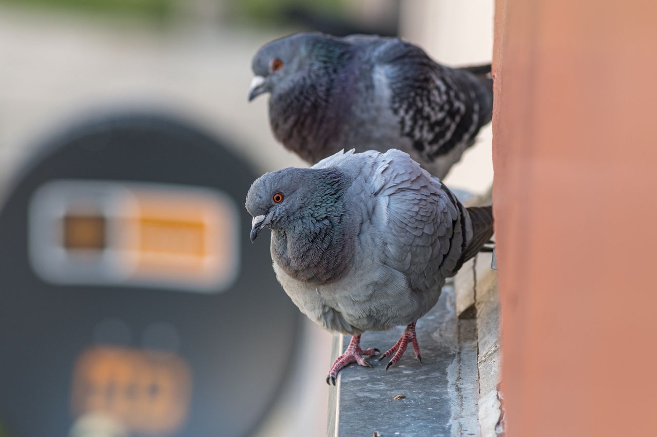 Gołębie potrafią uprzykrzyć życie właścicielom domów i mieszkań