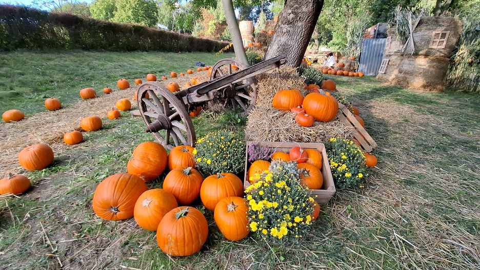 Farmy Dyniowe w Krakowie i okolicach