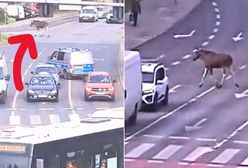 Łoś biegał po centrum Bydgoszczy. Nie było łatwo go złapać