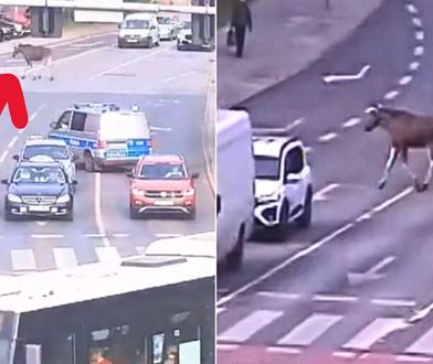 Łoś biegał po centrum Bydgoszczy. Nie było łatwo go złapać