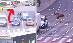 Łoś biegał po centrum Bydgoszczy. Nie było łatwo go złapać