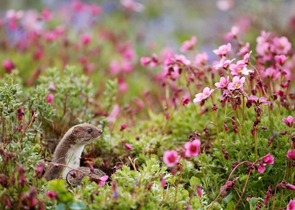 Prezentujmy Wam zwycięskie zdjęcia konkursu British Wildlife Photography Awards 2016 8