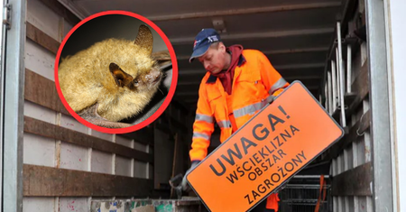 Suwałki ogłoszone obszarem zagrożonym wścieklizną. Nietoperz pogryzł nastolatka