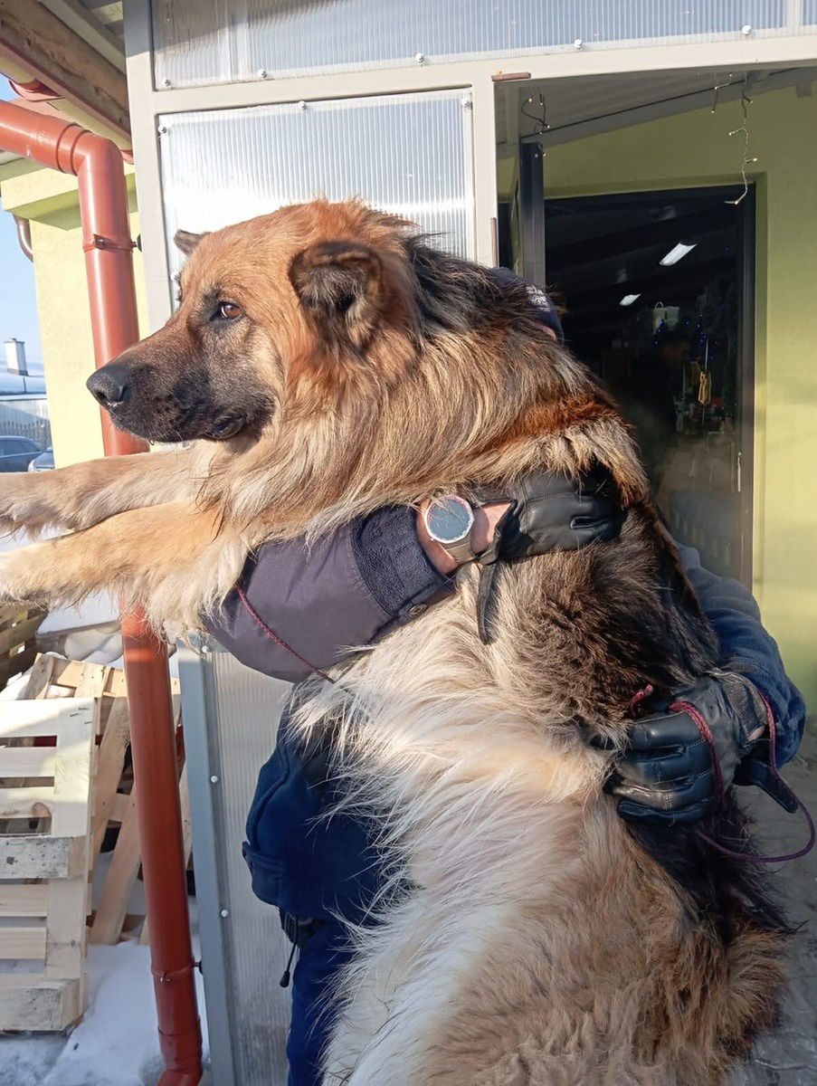 Funkcjonariusze uratowali psa