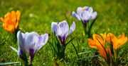 Krokusy już zakwitły. Wiosna rozkręca się na dobre