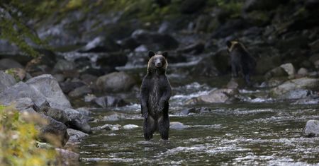 Japonia. Kolejne ataki niedźwiedzi. Nie żyje 79-latka