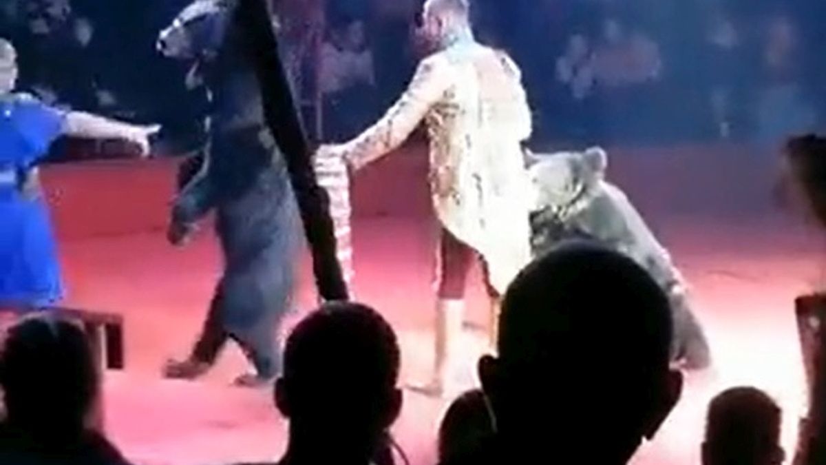 Moment przed atakiem. Trzy sekundy później niedźwiedź rzucił się na treserkę