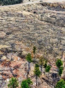 Unia Europejska walczy z wylesianiem. Tych produktów może zabraknąć