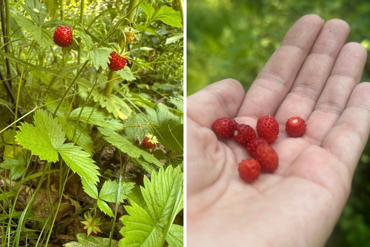 Wójt Bobrownik pokazała, co można znaleźć w lipcu w śląskich las