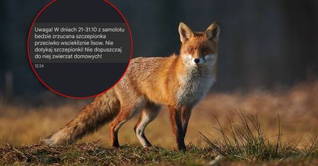 Pierwsze ognisko wścieklizny w woj. lubelskim. Komunikat Głównego Lekarza Weterynarii