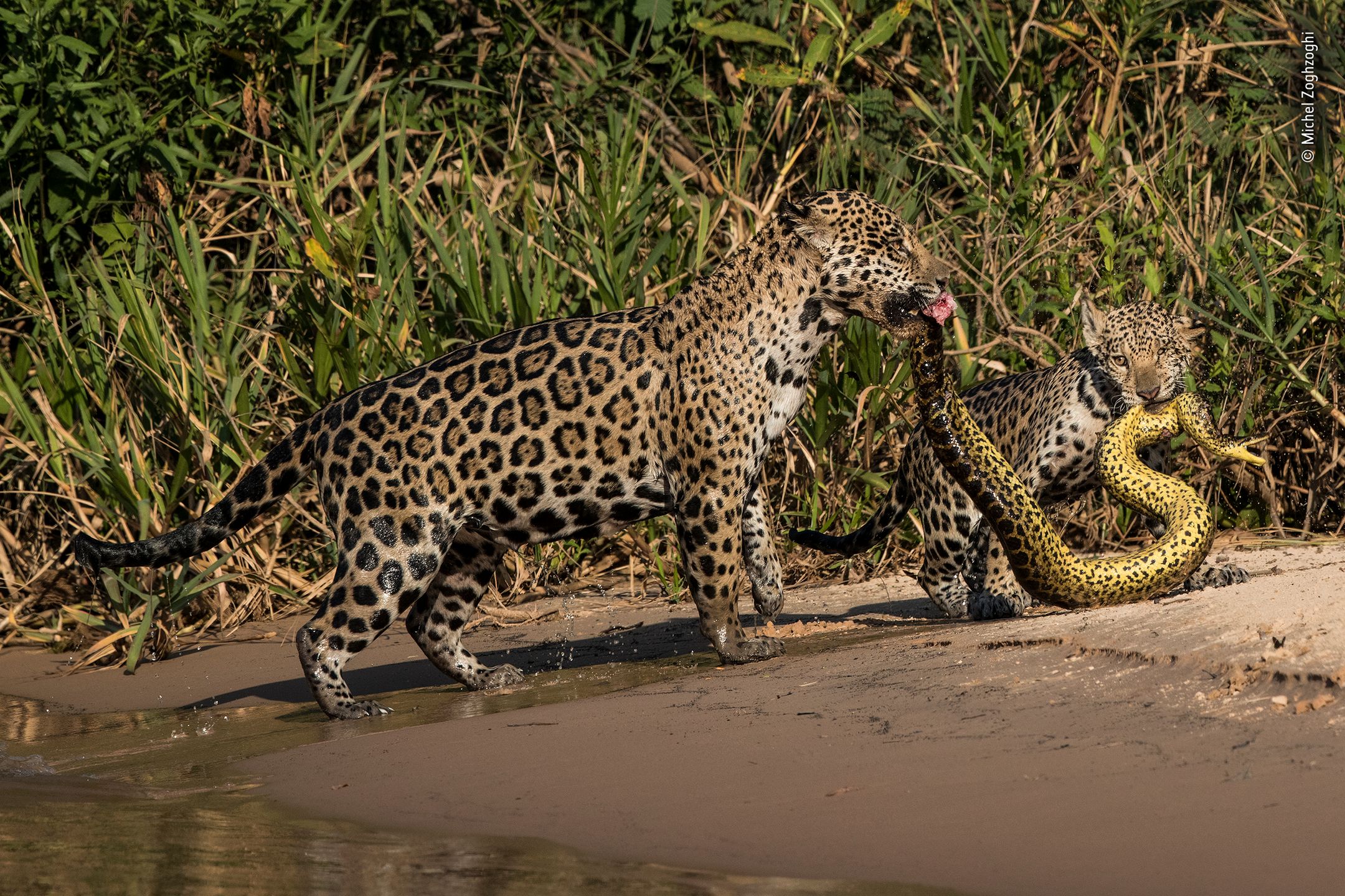 Finaliści nagrody publiczności w konkursie Wildlife Photographer of the Year 2019 2