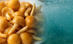 Śluz grzyba kontra mikroplastik w wodzie. Wystarczy kilka minut