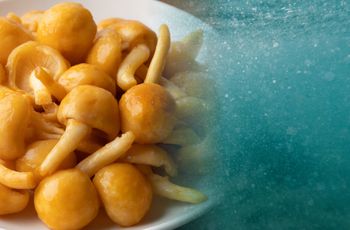 Śluz grzyba kontra mikroplastik w wodzie. Wystarczy kilka minut