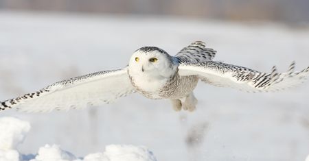 Sowa śnieżna uznana za regionalnie wymarłą. Była symbolem dzikiej północy